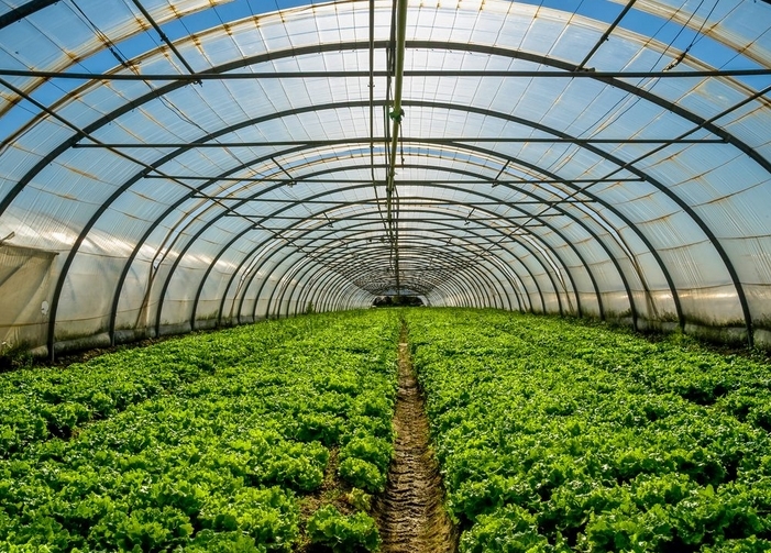 Innovative Gardening: Greenhouses for Sale
