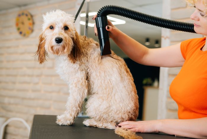 Step-by-Step Guide to Drying Your Dog’s Coat with a Hair Dryer